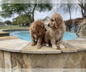 Goldendoodle Puppy for sale in SUGAR LAND, TX, USA