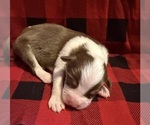 Small #2 Australian Shepherd