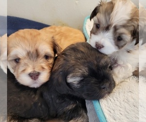Havanese Litter for sale in VERNONIA, OR, USA