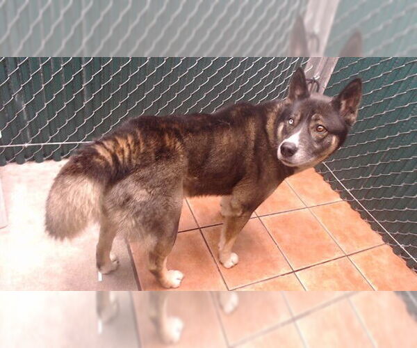 Medium Photo #1 Akita-Siberian Husky Mix Puppy For Sale in Downey, CA, USA