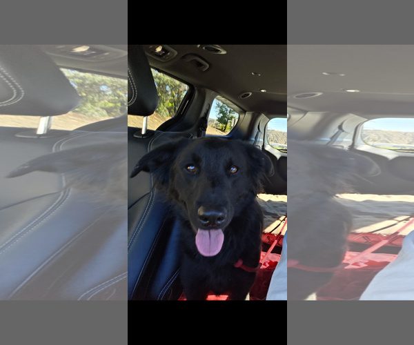 Medium Photo #2 Labrador Retriever-Unknown Mix Puppy For Sale in San Diego, CA, USA