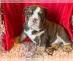 Small Photo #5 English Bulldog Puppy For Sale in HAMDEN, CT, USA