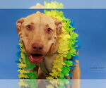 Small #1 Labrador Retriever Mix