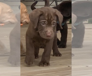 Labrador Retriever Puppy for sale in SPOTSYLVANIA, VA, USA