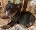 Puppy Grace French Bulldog