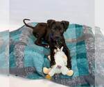 Small #4 Labrador Retriever Mix