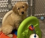 Small Photo #2 Golden Retriever Puppy For Sale in FRANKFORT, KY, USA