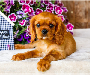 Medium Cavalier King Charles Spaniel
