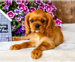 Puppy Keegan Cavalier King Charles Spaniel