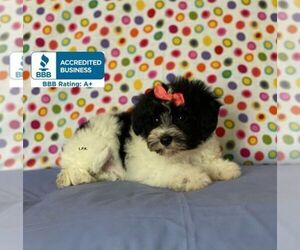 Schnauzer (Miniature) Puppy for sale in WINNSBORO, LA, USA