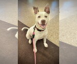 Zelle - Female American Pit Bull Terrier-German Shepherd Dog Mix Dog for Adoption - Small photo
