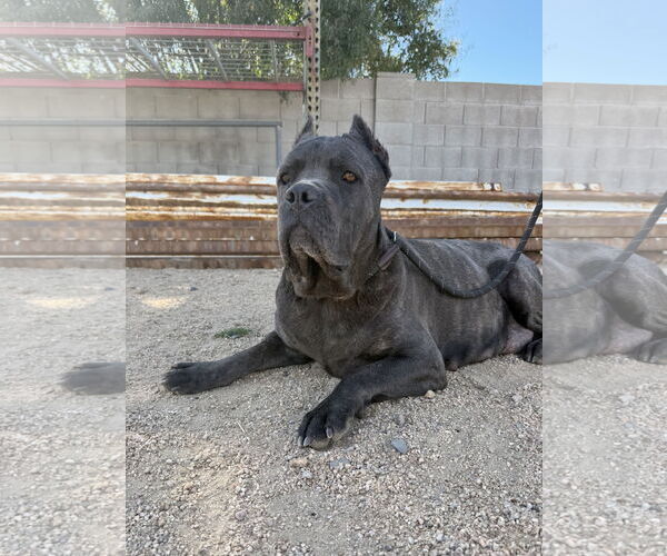 Medium Photo #4 Mutt Puppy For Sale in Goodyear, AZ, USA