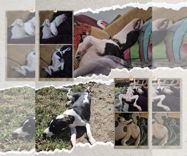 Medium Photo #15 Mutt Puppy For Sale in Germantown, OH, USA