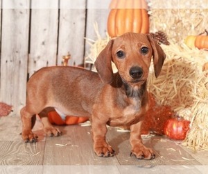 Medium Dachshund