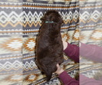 Small Photo #16 Miniature Australian Shepherd Puppy For Sale in ADAIR VILLAGE, OR, USA