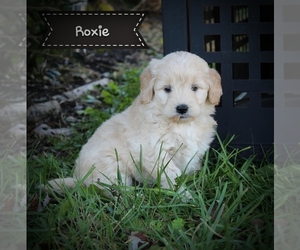 Goldendoodle Puppy for sale in CLARKRANGE, TN, USA