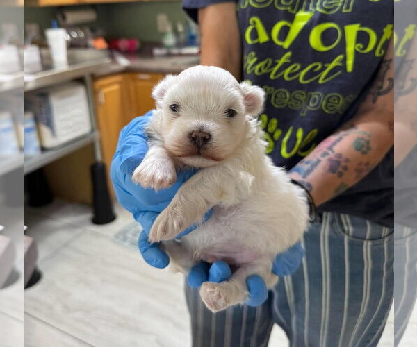 Medium Photo #1 Maltese Puppy For Sale in Benton, LA, USA