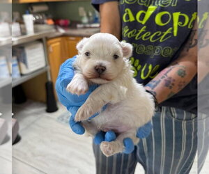 Maltese Dogs for adoption in Benton, LA, USA