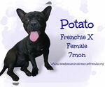 Small French Bulldog