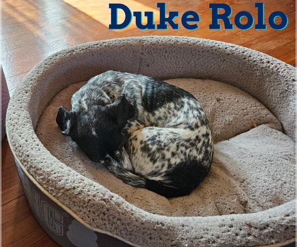 Medium Photo #10 Dachshund Puppy For Sale in San Antonio, TX, USA