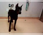 Small Doberman Pinscher Mix
