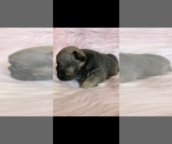 Medium Photo #1 French Bulldog Puppy For Sale in HIGHLAND, CA, USA