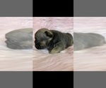 Small Photo #1 French Bulldog Puppy For Sale in HIGHLAND, CA, USA