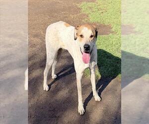 American Staffordshire Terrier-Great Pyrenees Mix Dogs for adoption in Riverside, CA, USA
