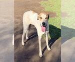 Small American Staffordshire Terrier-Great Pyrenees Mix