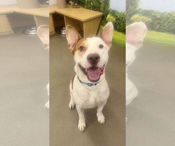 Medium Photo #1 Staffordshire Bull Terrier-Unknown Mix Puppy For Sale in Munford, TN, USA