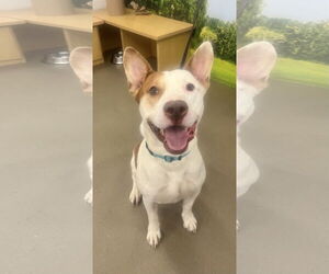 Staffordshire Bull Terrier-Unknown Mix Dogs for adoption in Munford, TN, USA