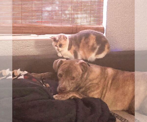 Medium Photo #3 Labrador Retriever-Unknown Mix Puppy For Sale in Tampa, FL, USA