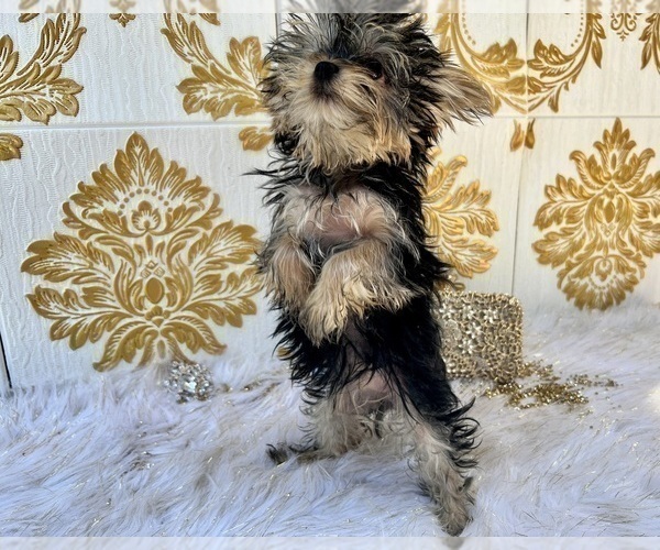 Medium Photo #29 Yorkshire Terrier Puppy For Sale in HAYWARD, CA, USA