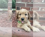 Small #1 Goldendoodle