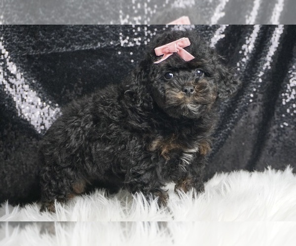 Medium Photo #3 Poodle (Toy) Puppy For Sale in WARSAW, IN, USA