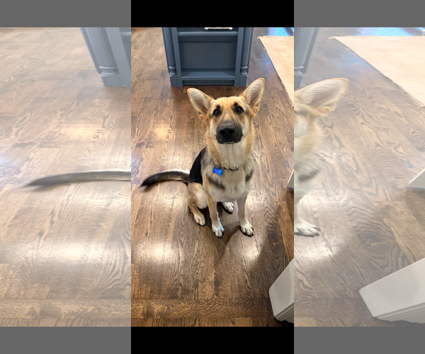Medium Photo #3 German Shepherd Dog Puppy For Sale in New Hill, NC, USA