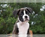 Small Photo #21 Boxer Puppy For Sale in CHILHOWEE, MO, USA