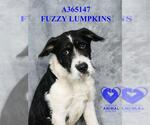 Small Photo #2 Mutt Puppy For Sale in Stockton, CA, USA