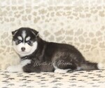Small #1 Pomsky