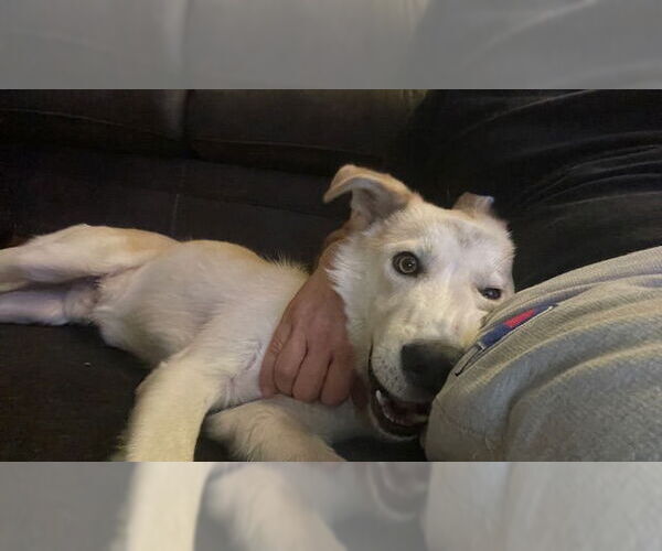 Medium Photo #3 Huskies -Labrador Retriever Mix Puppy For Sale in Los Angeles, CA, USA