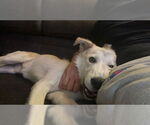 Small #2 Huskies -Labrador Retriever Mix
