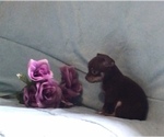 Small Photo #6 Chihuahua Puppy For Sale in BLACKSTONE, VA, USA