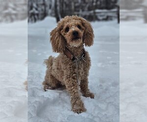Poodle (Toy) Dogs for adoption in Oro Medonte, Ontario, Canada