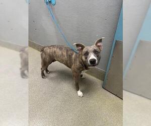 Mutt Dogs for adoption in Las Vegas, NV, USA