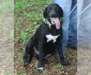 Labrador Retriever-Unknown Mix Dogs for adoption in Bandera, TX, USA