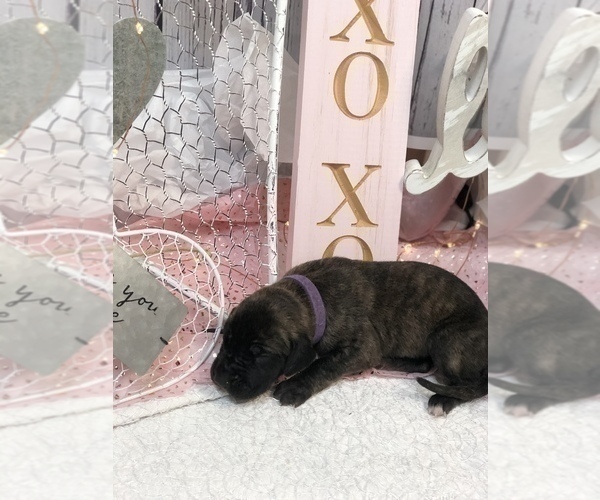 Medium Photo #11 Great Dane Puppy For Sale in GREENBRIER, TN, USA