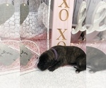 Small Photo #11 Great Dane Puppy For Sale in GREENBRIER, TN, USA