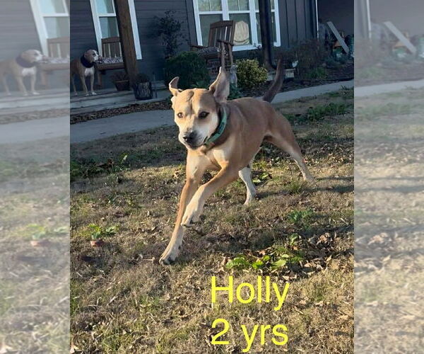 Medium Photo #4 Labrador Retriever-Unknown Mix Puppy For Sale in Wakefield, RI, USA