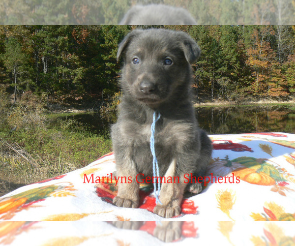 Medium Photo #3 German Shepherd Dog Puppy For Sale in PIEDMONT, MO, USA