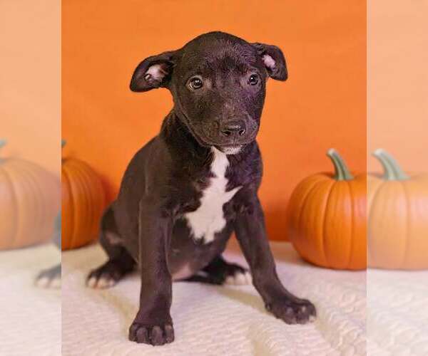 Medium Photo #4 American Pit Bull Terrier-Unknown Mix Puppy For Sale in Talladega, AL, USA